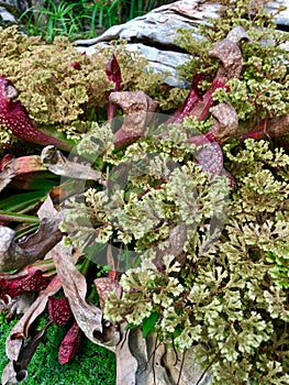 Sarracenia Psittacina