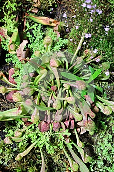 Sarracenia psittacina - carnivorous plant with horizontal pitchers