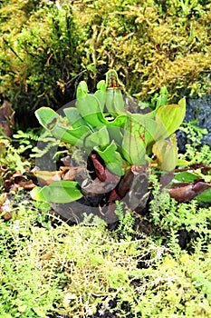 Sarracenia psittacina - carnivorous plant with horizontal pitchers