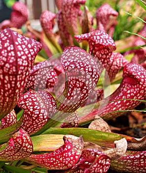 Sarracenia psittacina parrot pitcher plant ,red pitcher