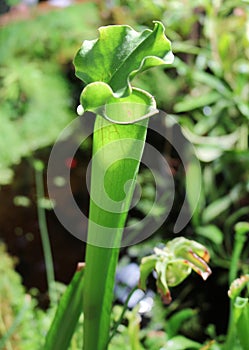 Sarracenia psittacina - predatory plant