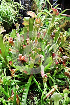 Sarracenia psittacina - predatory plant