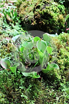 Sarracenia psittacina - predatory plant