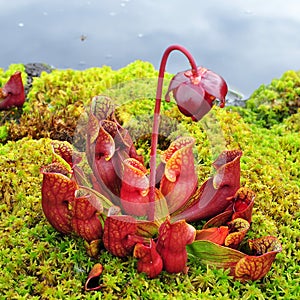 Sarracenia purpurea