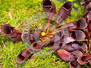 Sarracenia purpurea a carnivorous insectivorous plant on a blurred background