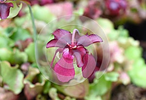 Sarracenia purpurea carnivorous plant close up