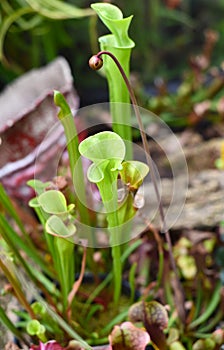 Sarracenia purpurea carnivorous plant close up