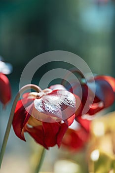 Sarracenia purpurea carnivorous plant, purple flowering pitcher plant. Flower head, close-up