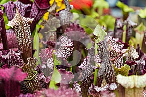 Sarracenia purpurea