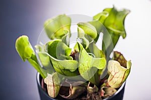 Sarracenia purpurea closeup