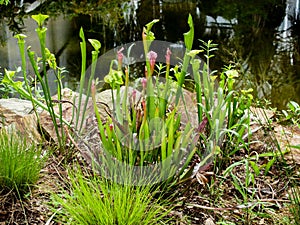 Pitcher Plants Sarracenia Purpurea photo
