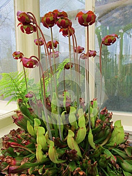 Sarracenia Purpurea. Insectivore.