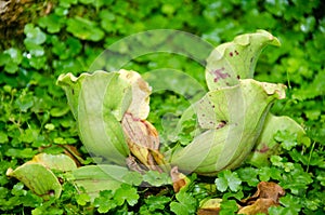 Sarracenia purpurea L. SARRACENIACEAE tropical pitcher plants