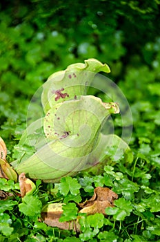 Sarracenia purpurea L. SARRACENIACEAE tropical pitcher plants