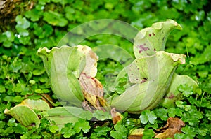 Sarracenia purpurea L. SARRACENIACEAE tropical pitcher plants photo