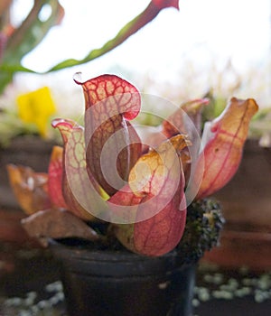 Sarracenia purpurea, the predator plant