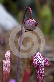 Sarracenia purpurea or side-saddle flower with raindrop