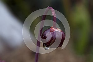 Sarracenia purpurea or side-saddle flower with raindrop