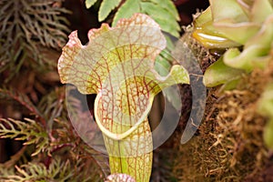 Sarracenia purpurea is a species of insectivorous plants in the family Sarraceniaceae