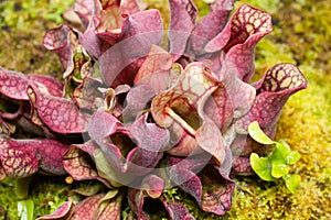 Sarracenia purpurea is a species of insectivorous plants in the family Sarraceniaceae