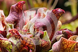 Sarracenia purpurea is a species of insectivorous plants in the family Sarraceniaceae photo