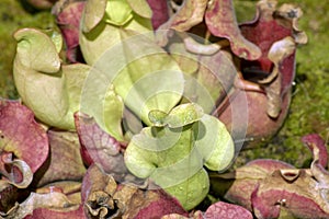 Sarracenia purpureas plant
