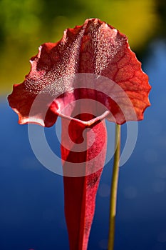 Sarracenia rubra ssp.gulfensis