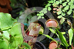 Sarracenia and Venus Flytrap