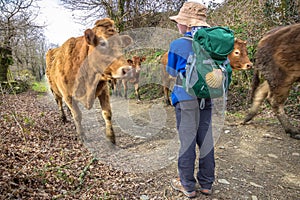 Sarria, Spain ` Pilgrim Girl Encountering a Herd of Cows on the Way of St James Camino de Santiago photo