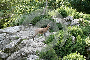 Sarrio among the vegetation in the pyrenees