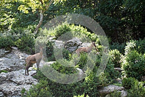 Sarrio among the vegetation in the pyrenees