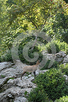 Sarrio among the vegetation in the pyrenees