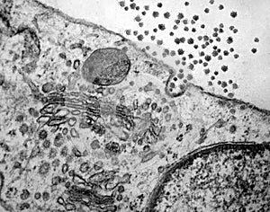 SARS Co-V 2 COVID-19 Virus Particles