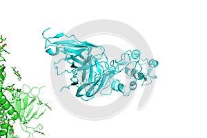 SARS-CoV-2 Spike Glycoprotein