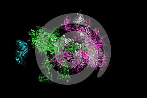 SARS-CoV-2 Spike Glycoprotein