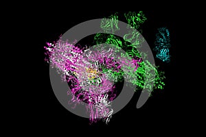 SARS-CoV-2 Spike Glycoprotein