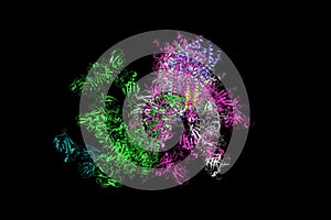 SARS-CoV-2 Spike Glycoprotein