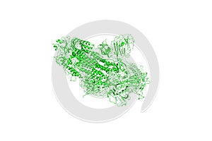 SARS-CoV-2 Spike Glycoprotein