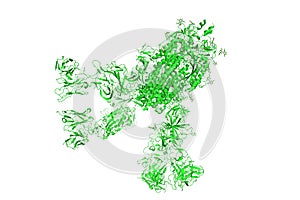 SARS-CoV-2 Spike Glycoprotein