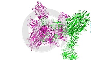 SARS-CoV-2 Spike Glycoprotein
