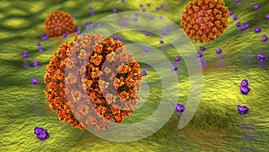 SARS-CoV-2 virus binding to ACE2 receptors on a human cell