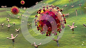 SARS-CoV-2 virus binding to ACE2 receptors on a human cell