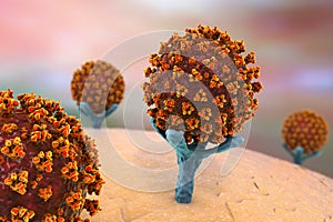 SARS-CoV-2 viruses binding to ACE-2 receptors on a human cell