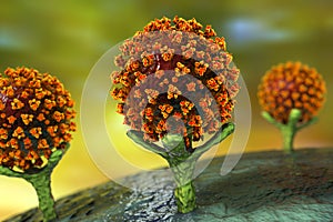 SARS-CoV-2 viruses binding to ACE-2 receptors on a human cell