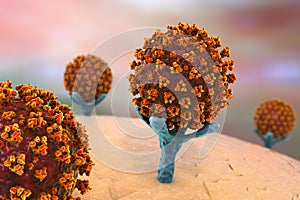 SARS-CoV-2 viruses binding to ACE-2 receptors on a human cell photo