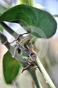 Sarsaparilla tendrils attached to the stems of a rosebush photo