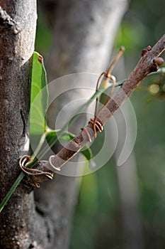 Sarsaparilla tendrils become attached to the branches of a lilac photo