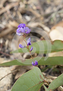 Sarsaparilla Flower Australian native climber Hardenbergia viola photo