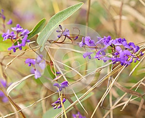 Sarsaparilla Flower Australian native vine Hardenbergia violacea photo