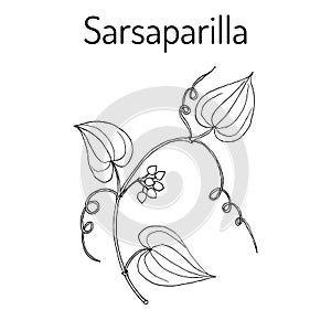 Sarsaparilla Smilax ornata , trailing vine photo